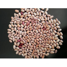 Top Quality Long Ship Kidney Beans